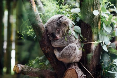 Sleeping Koala — 150-piece jigsaw puzzle