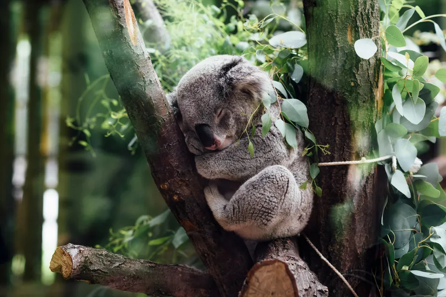 Sovende koala — puslespil med 150 brikker