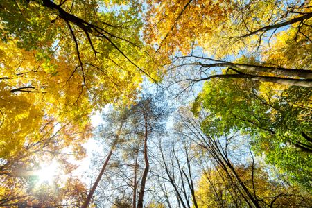Golden Autumn Canopy — 500-piece jigsaw puzzle