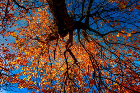 Autumn Canopy Dance — 150-piece jigsaw puzzle
