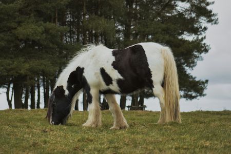 Grazing Horse Serenity — 64-piece jigsaw puzzle