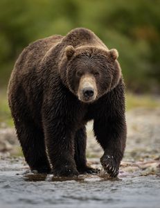 Majestic Brown Bear — 400-piece jigsaw puzzle