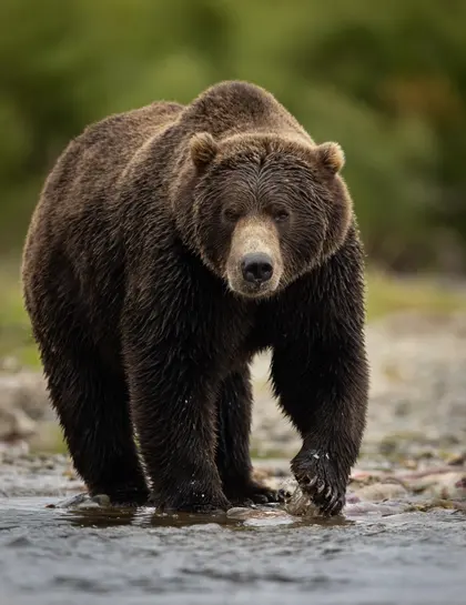 Majestic Brown Bear — 400-piece jigsaw puzzle