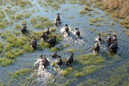 Buffles traversant la voie d'eau — puzzle de 200 pièces
