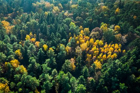 Autumn Forest Canopy — 100-piece jigsaw puzzle