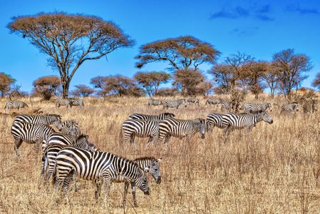 Zebras in African Savannah — 200-piece jigsaw puzzle