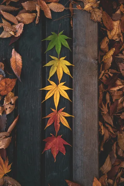 Herbstblätterspektrum — 100-Teile-Puzzle