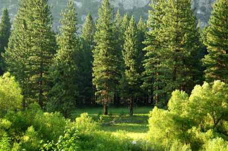 Tranquil Pine Forest — 300-piece jigsaw puzzle