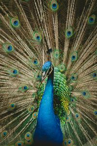 Majestic Peacock Display — 500-piece jigsaw puzzle