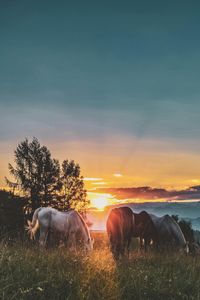 Horses in Sunset — 200-piece jigsaw puzzle