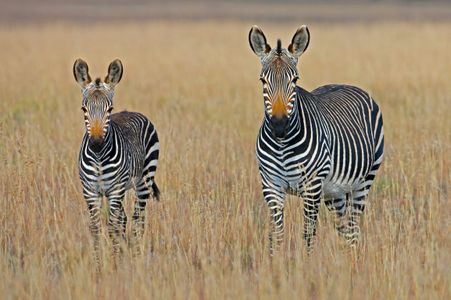 Zebras in Savannah — 300-piece jigsaw puzzle