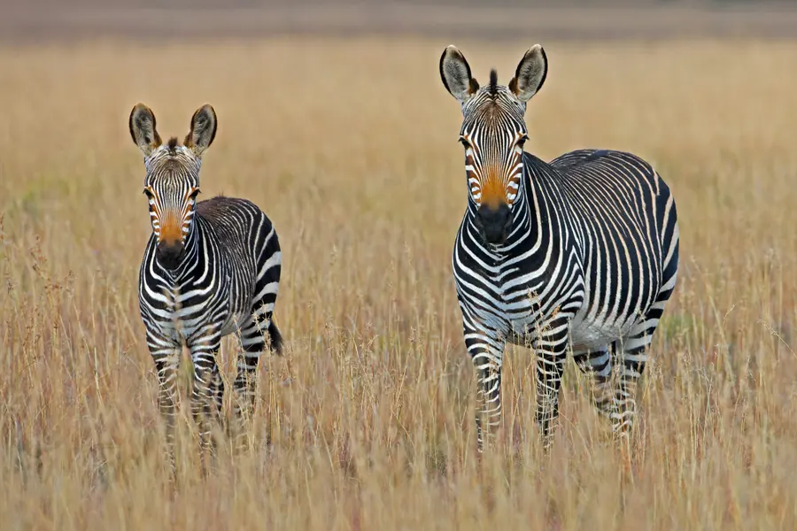 Zebras in Savannah — 300-piece jigsaw puzzle