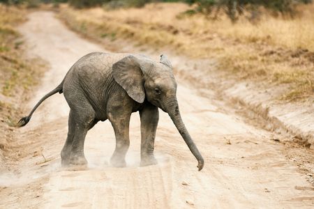Gentle Giant's Stroll — 64-piece jigsaw puzzle