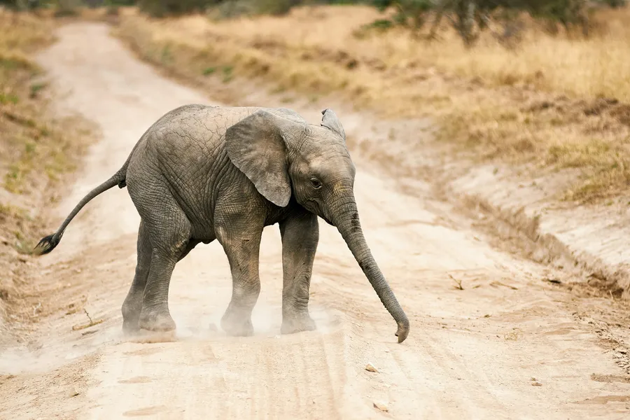 Gentle Giant's Stroll — 64-piece jigsaw puzzle