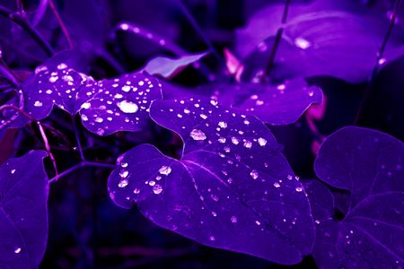 Purple Night Dew — 300-piece jigsaw puzzle