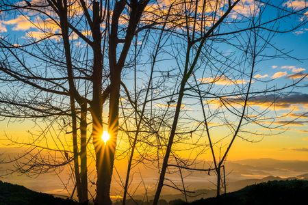 Sunrise Through Branches — 500-piece jigsaw puzzle