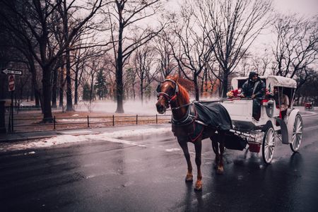 Misty Carriage Ride — 300-piece jigsaw puzzle