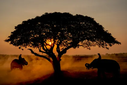 Sunset Safari Silhouette — 100-piece jigsaw puzzle