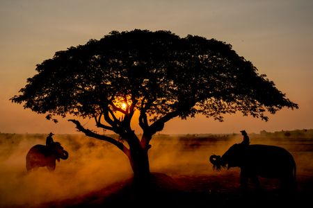Sunset Safari Silhouette — 100-piece jigsaw puzzle