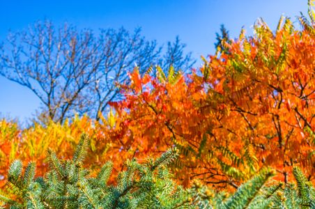 Vibrant Autumn Foliage — 150-piece jigsaw puzzle