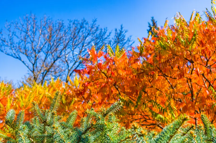 Vibrant Autumn Foliage — 150-piece jigsaw puzzle