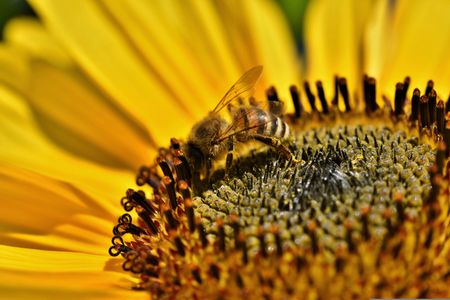 Bee on Sunflower — 150-piece jigsaw puzzle