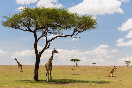 Serengeti Serenity — 200-piece jigsaw puzzle