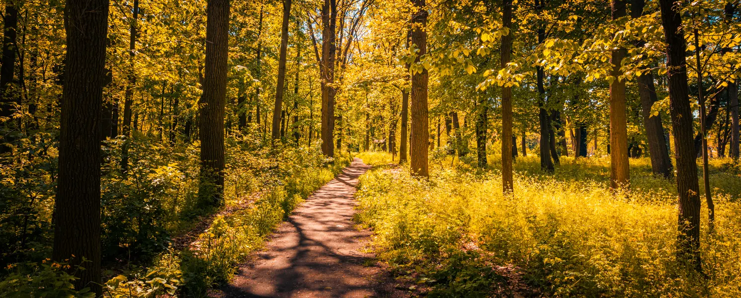 Sunlit Forest Path — 100-piece jigsaw puzzle