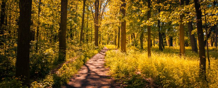Sunlit Forest Path — 100-piece jigsaw puzzle
