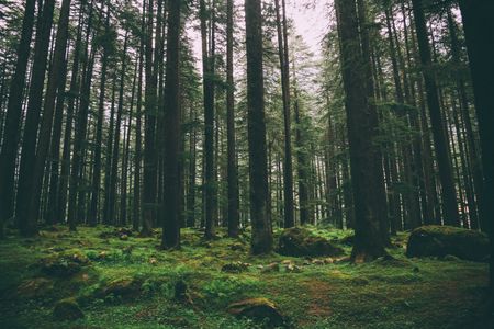 Serene Forest Glade — 300-piece jigsaw puzzle