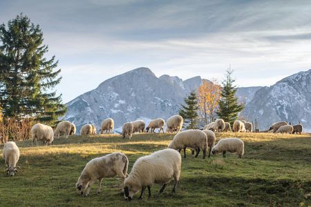 Sheep Grazing Serenity — 400-piece jigsaw puzzle