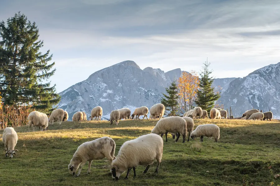 Sheep Grazing Serenity — 400-piece jigsaw puzzle
