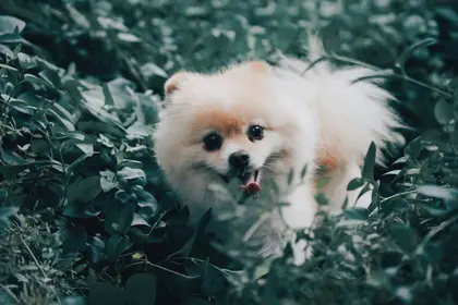 Playful Pup in Wilderness — 500-piece jigsaw puzzle