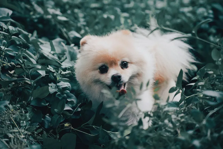 Speelse pup in de wildernis — 500-stukjes legpuzzel