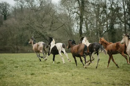 Wild Horses Gallop — 400-piece jigsaw puzzle