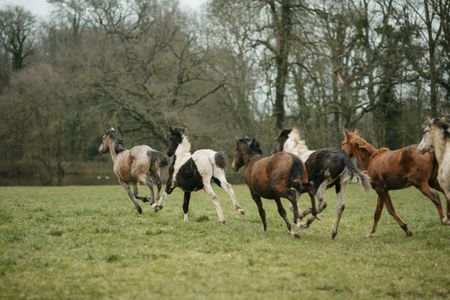 Wild Horses Gallop — 400-piece jigsaw puzzle