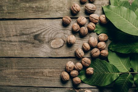 Walnuts and Green Leaves — 500-piece jigsaw puzzle