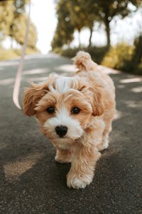 Playful Puppy Stroll — 500-piece jigsaw puzzle