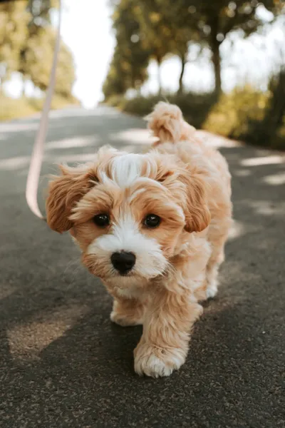Playful Puppy Stroll — 500-piece jigsaw puzzle