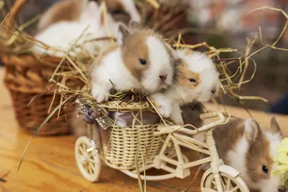 Bunnies in a Basket — 300-piece jigsaw puzzle