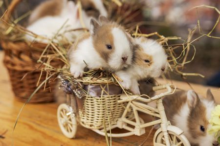Bunnies in a Basket — 300-piece jigsaw puzzle