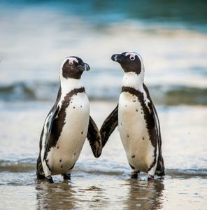Penguin Companionship — 300-piece jigsaw puzzle