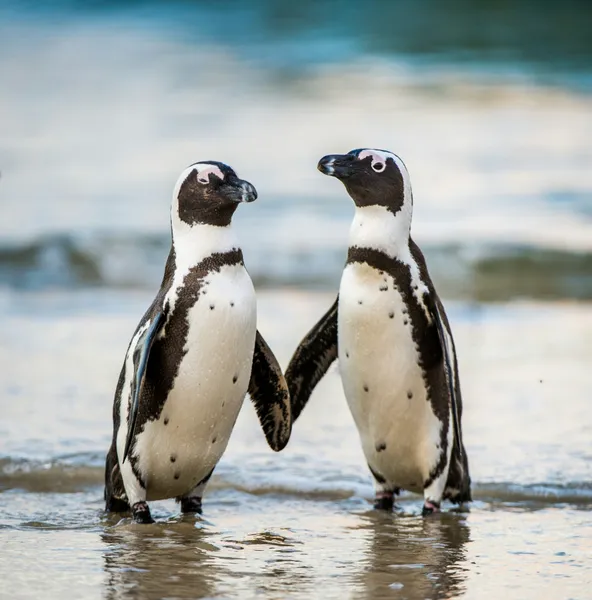 Penguin Companionship — 300-piece jigsaw puzzle