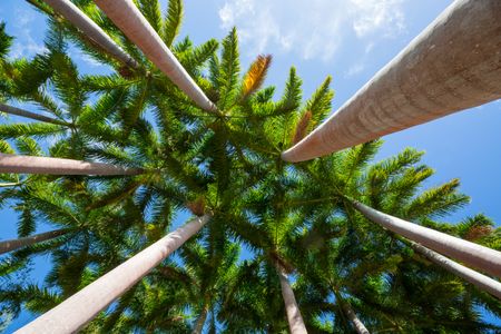 Towering Palms — 100-piece jigsaw puzzle