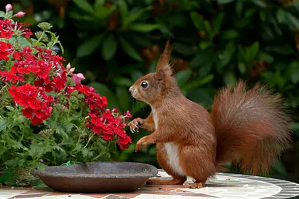 Squirrel and Red Flowers — 500-piece jigsaw puzzle