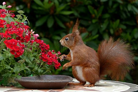 Squirrel and Red Flowers — 500-piece jigsaw puzzle