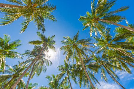 Tropical Palm Sky — 200-piece jigsaw puzzle