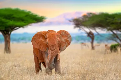 Elephant in Serengeti — 300-piece jigsaw puzzle