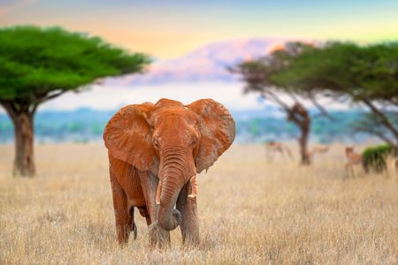 Elephant in Serengeti — 300-piece jigsaw puzzle