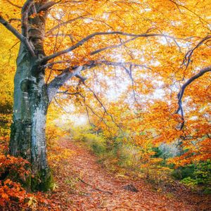 Autumn Serenity — 100-piece jigsaw puzzle